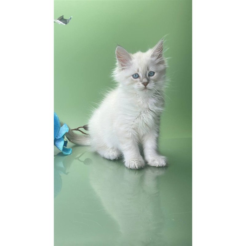 Siberian Xavier