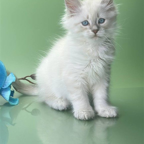 Siberian Xavier