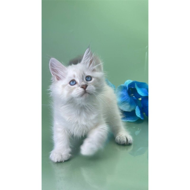 Siberian Xavier