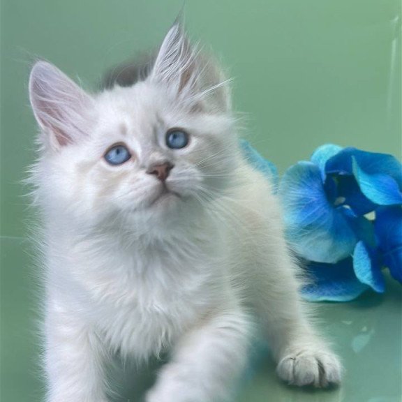 Siberian Xavier