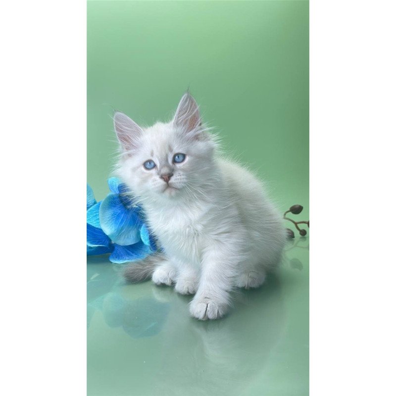 Siberian Xavier