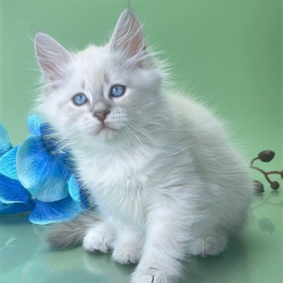 Siberian Xavier
