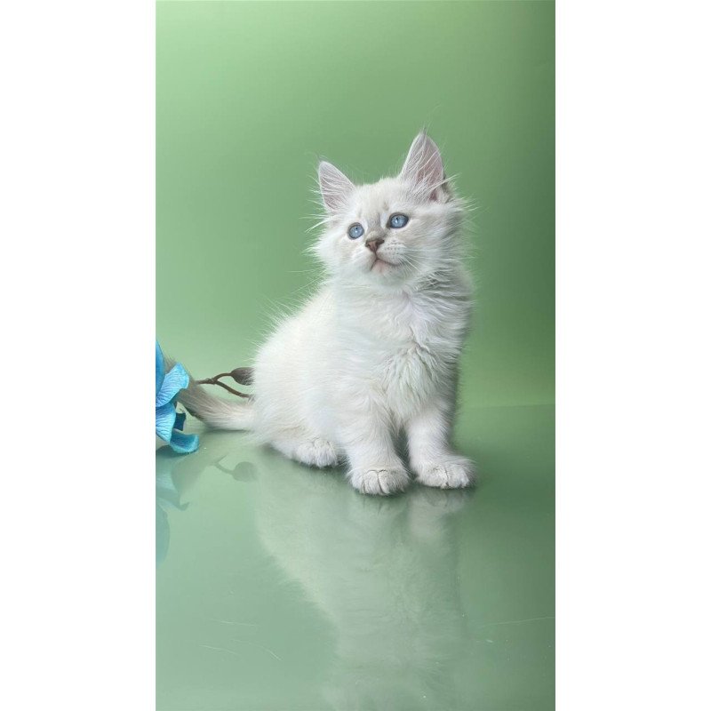 Siberian Xavier