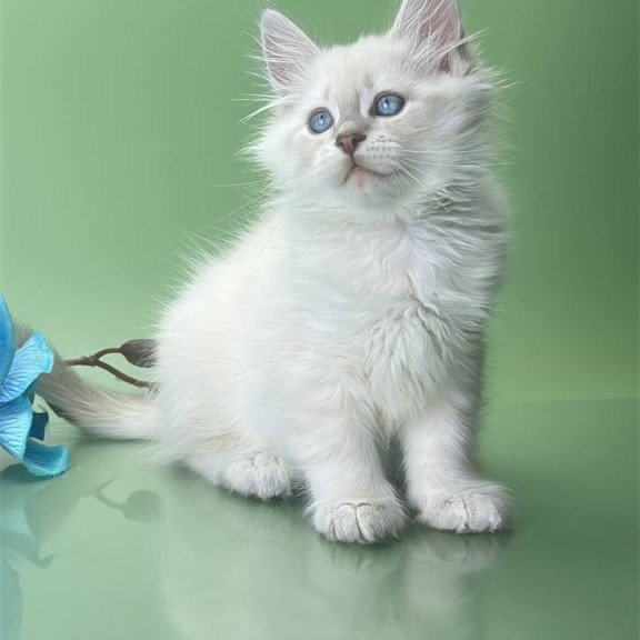 Siberian Xavier