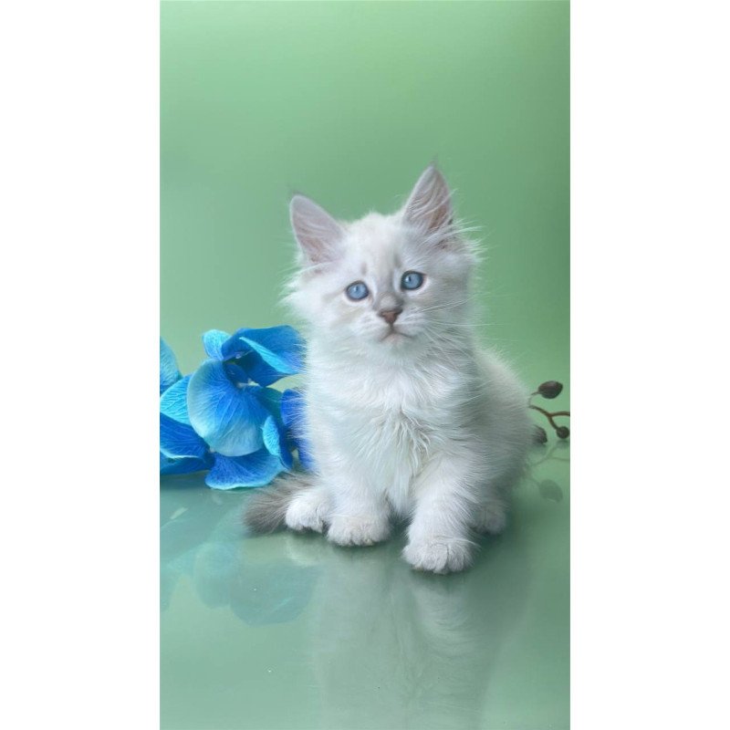 Siberian Xavier