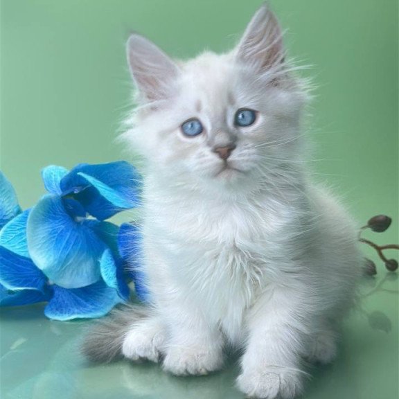 Siberian Xavier