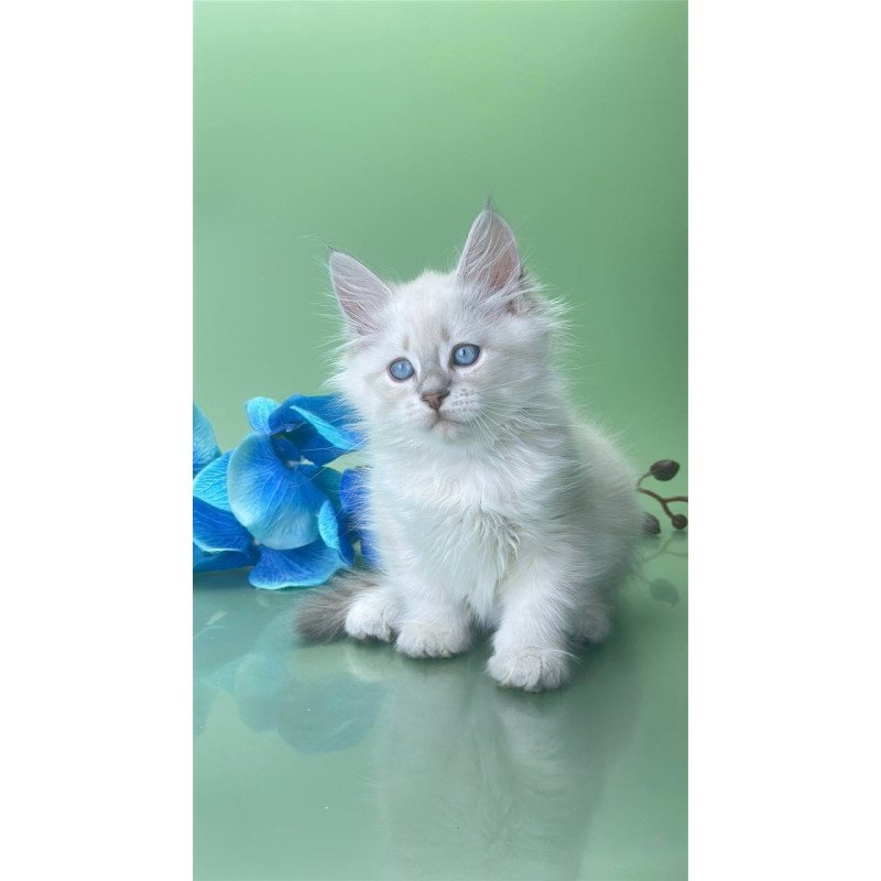 Siberian Xavier