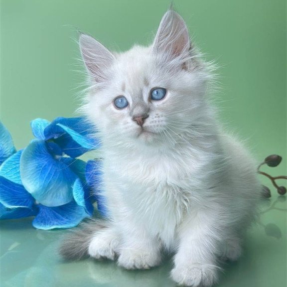 Siberian Xavier