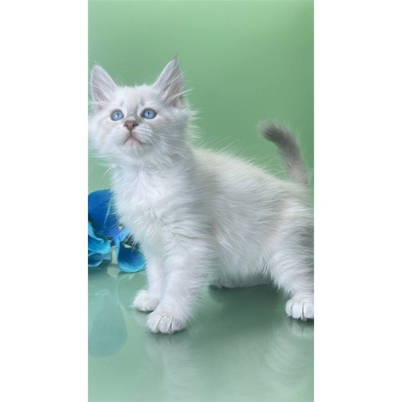 Siberian Xavier