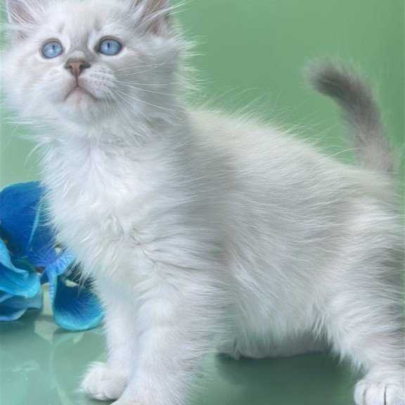 Siberian Xavier