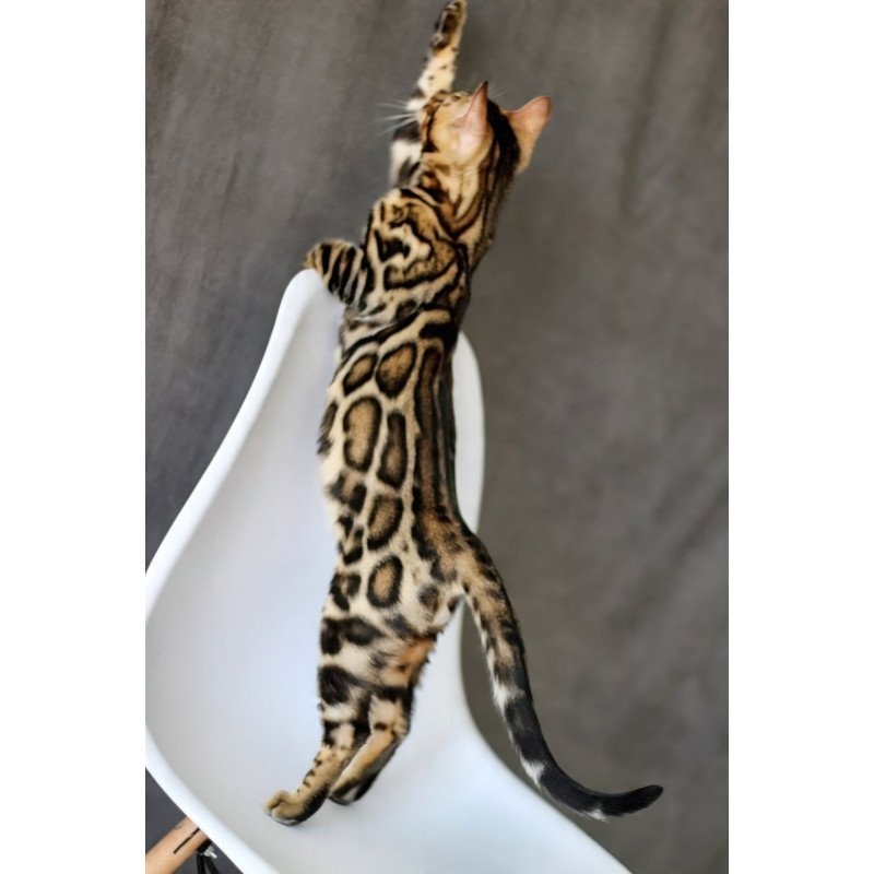 Bengal NOV Romeo