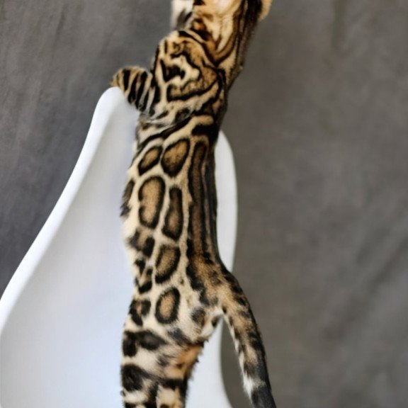 Bengal NOV Romeo