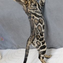 Bengal NOV Romeo