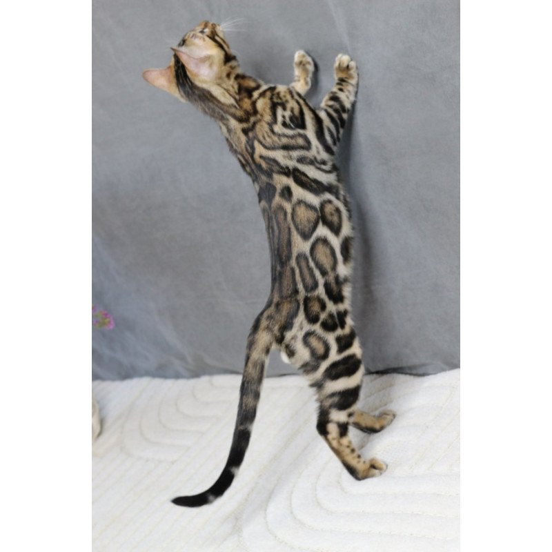 Bengal NOV Romeo