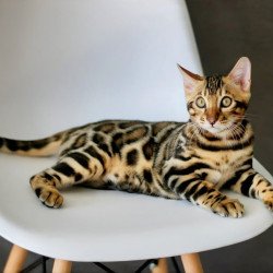 Bengal NOV Romeo