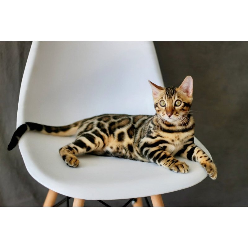 Bengal NOV Romeo