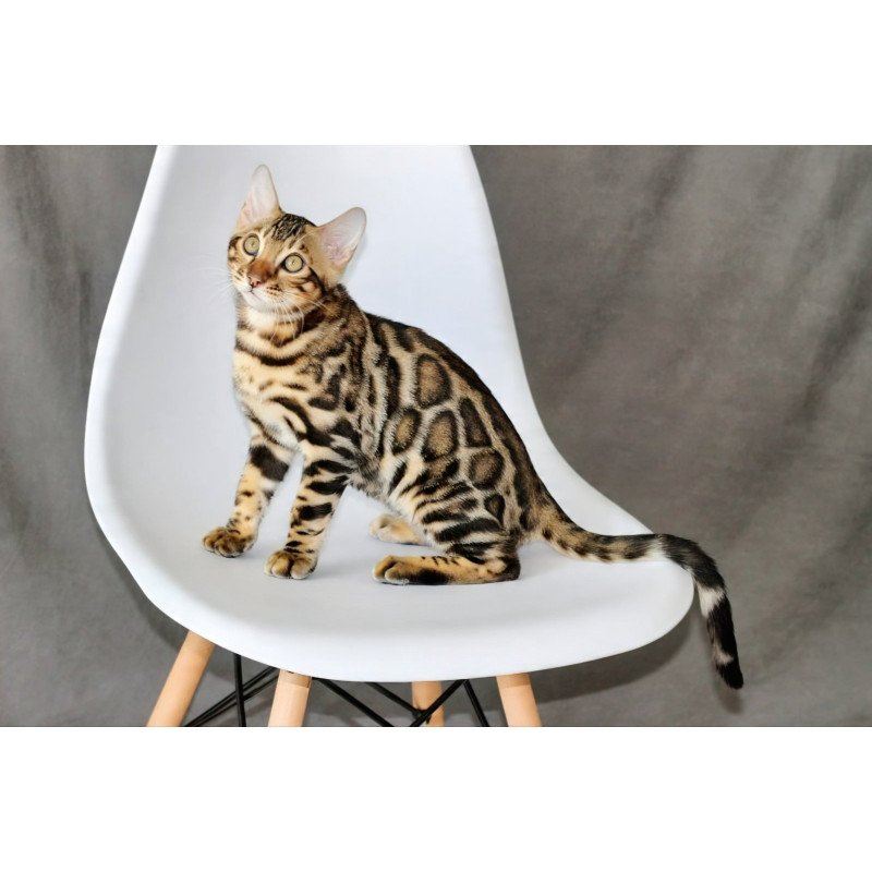 Bengal NOV Romeo