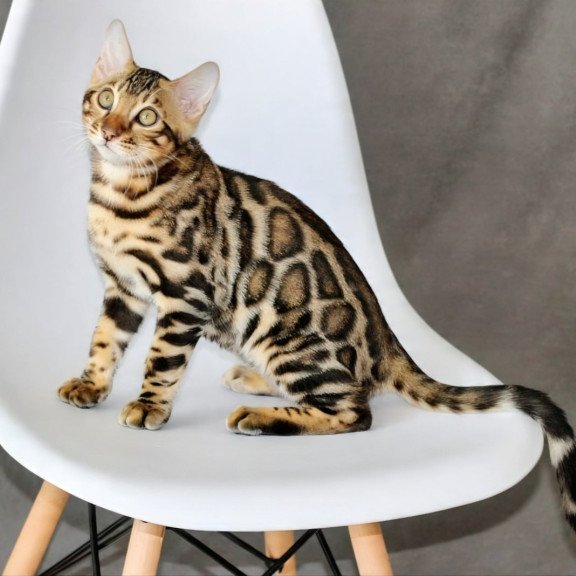 Bengal NOV Romeo