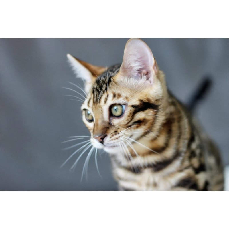 Bengal NOV Romeo