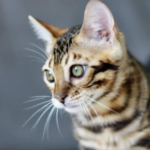 Bengal NOV Romeo