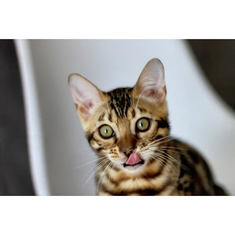 Bengal NOV Romeo