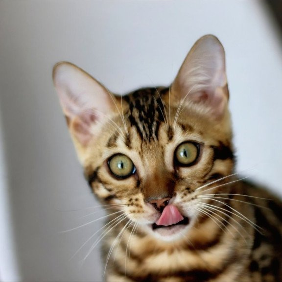 Bengal NOV Romeo