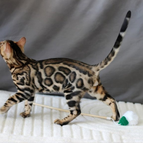 Bengal NOV Romeo