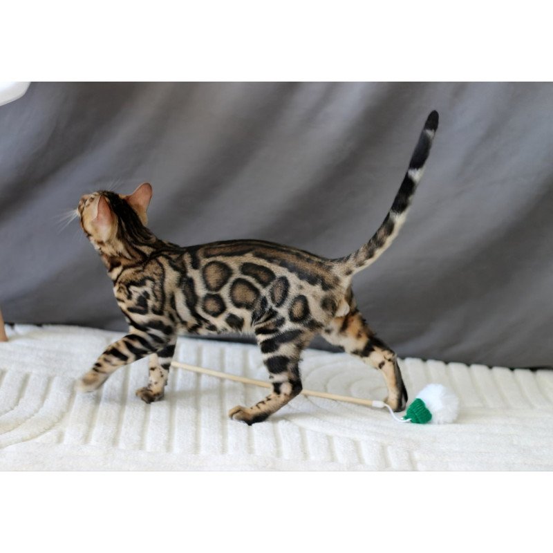 Bengal NOV Robby