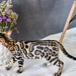 Bengal NOV Robby