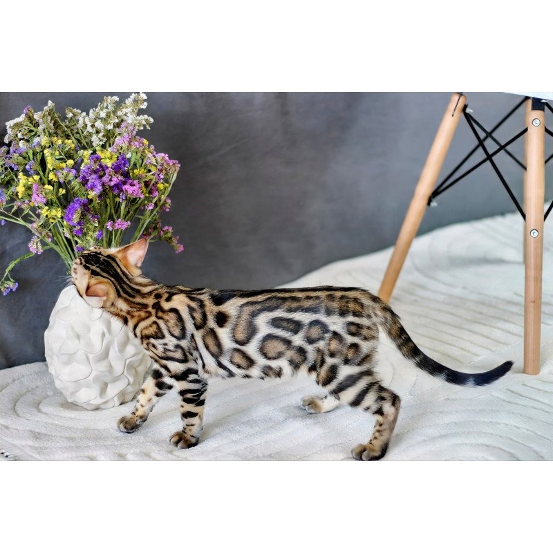 Bengal NOV Robby