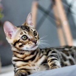 Bengal NOV Robby