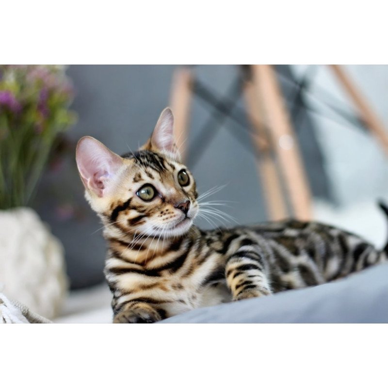 Bengal NOV Robby