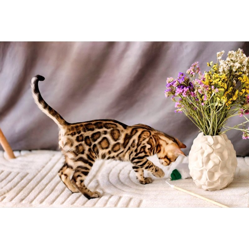 Bengal NOV Robby