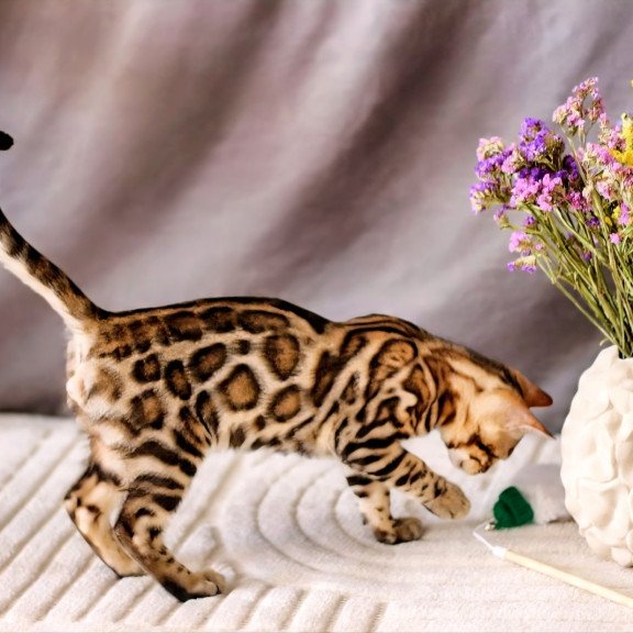 Bengal NOV Robby