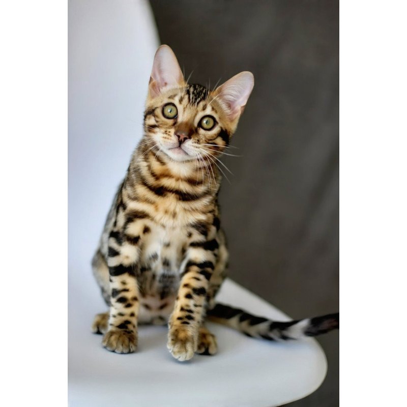 Bengal NOV Robby