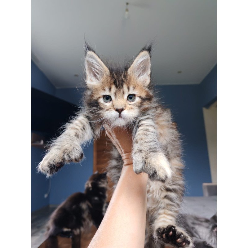 Maine Coon NOV Sara Polydactyl