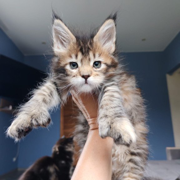 Maine Coon NOV Sara Polydactyl