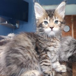 Maine Coon NOV Sara Polydactyl