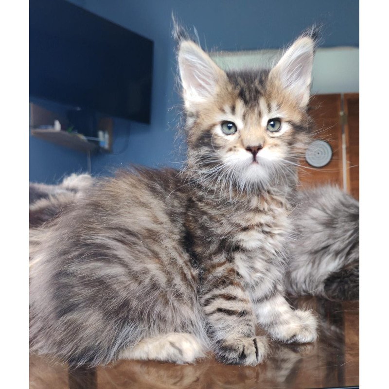 Maine Coon NOV Sara Polydactyl