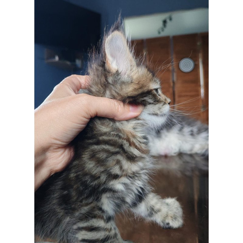 Maine Coon NOV Sara Polydactyl