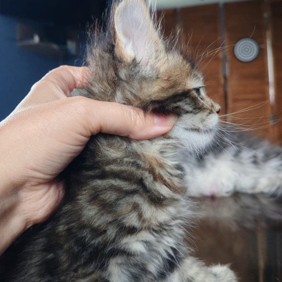 Maine Coon NOV Sara Polydactyl