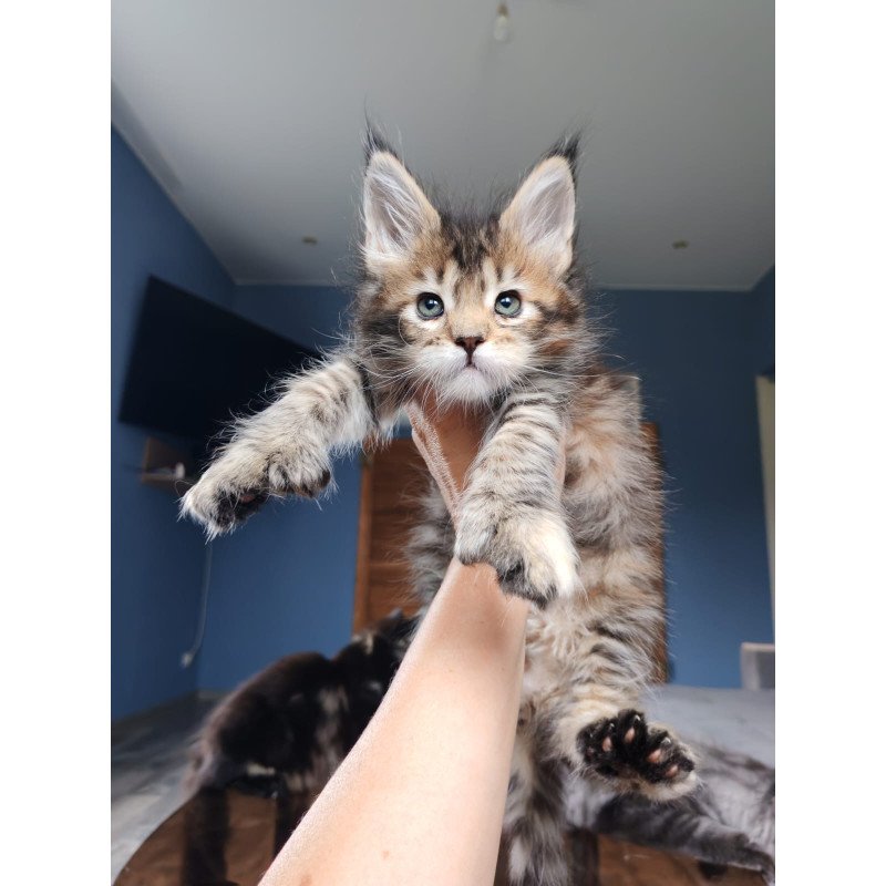 Maine Coon NOV Sara Polydactyl