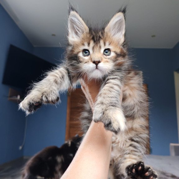Maine Coon NOV Sara Polydactyl
