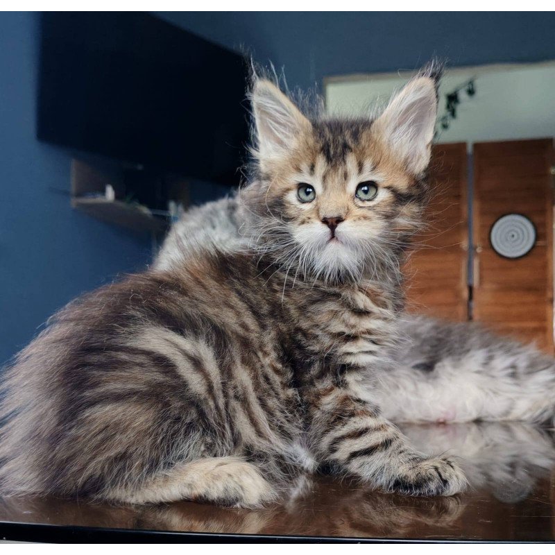 Maine Coon NOV Sara Polydactyl