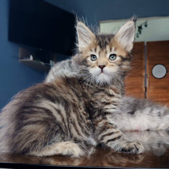 Maine Coon NOV Sara Polydactyl