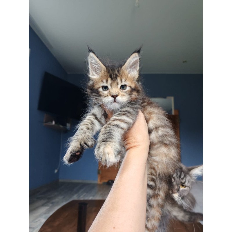 Maine Coon NOV Sara Polydactyl