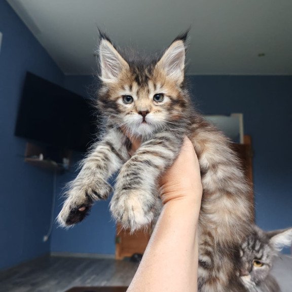 Maine Coon NOV Sara Polydactyl