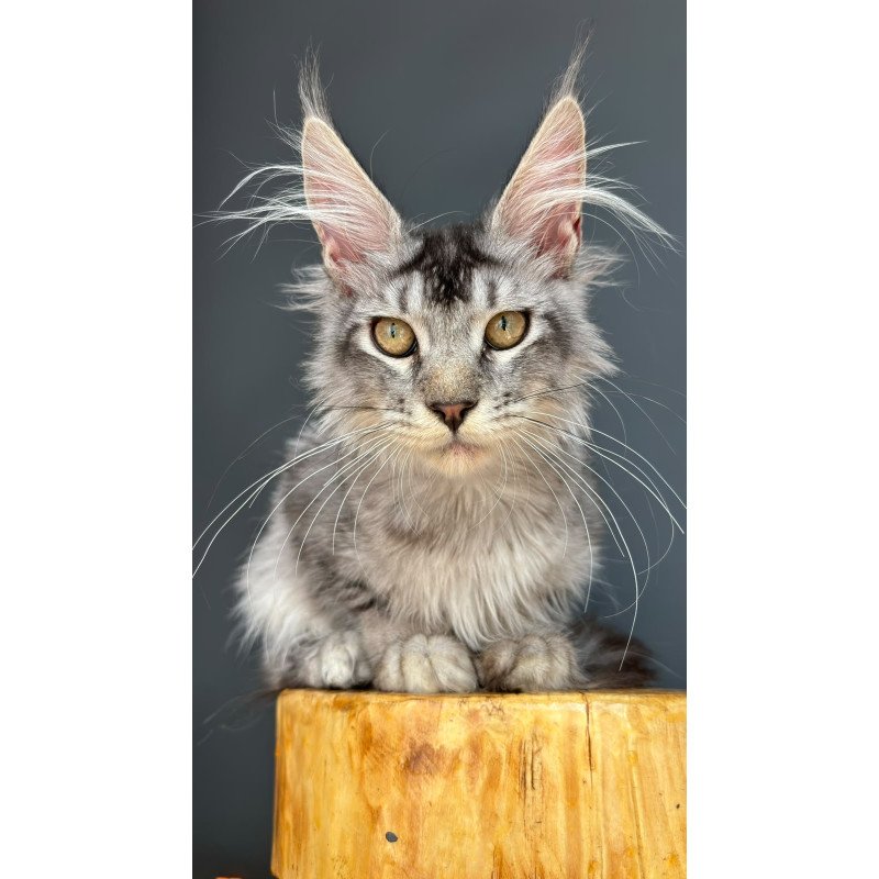 Maine Coon NOV Apollon