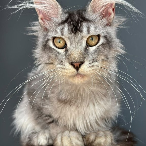 Maine Coon NOV Apollon