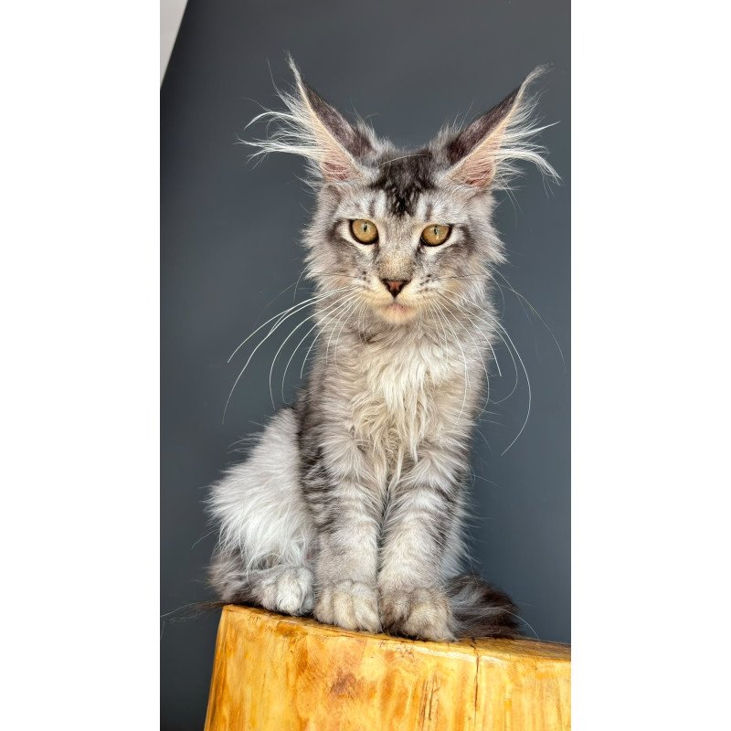 Maine Coon NOV Apollon